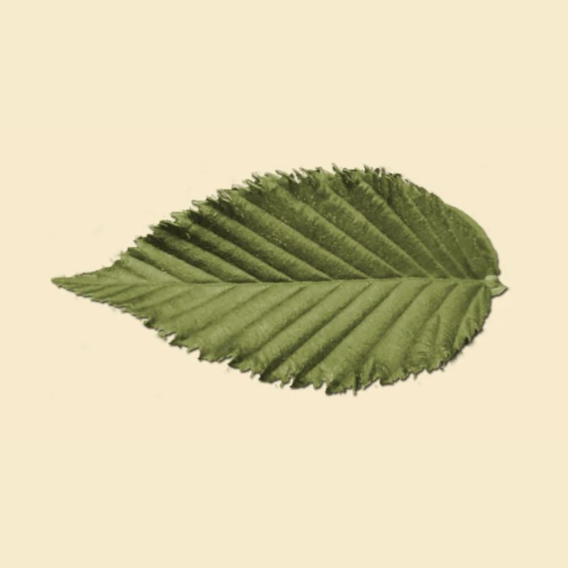 Leaf Structure Olive Green Pattern
