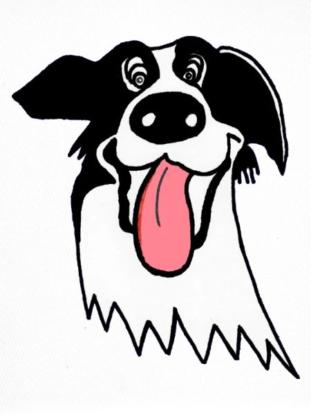 Cute Border Collie