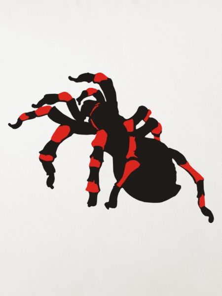 spinnen