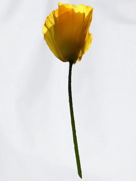 gelbe Mohnblume Mohn