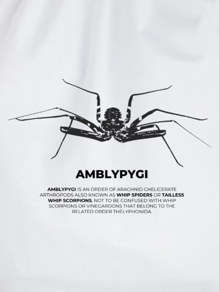Geißelspinne - Amblypygi