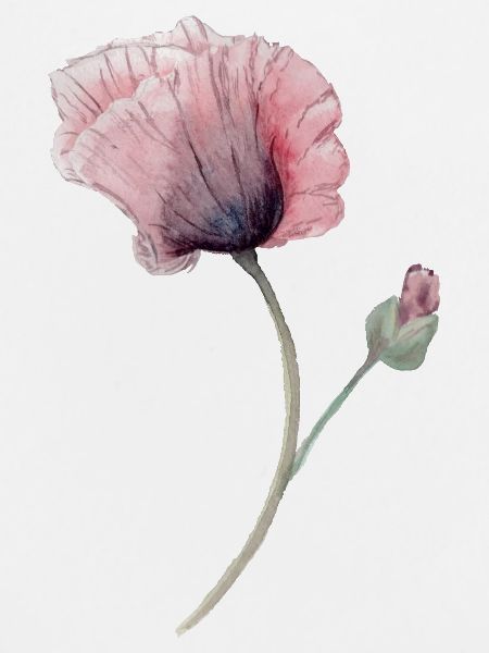 Blume