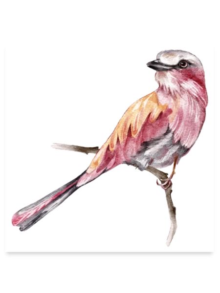 Vogel