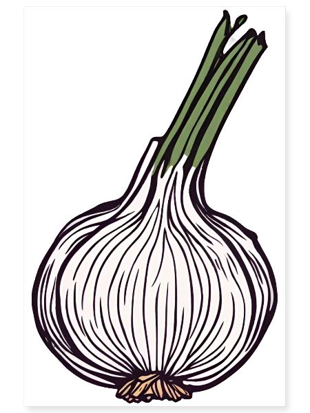 Knoblauch Knolle