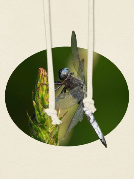 Libelle