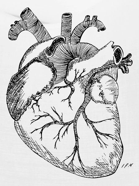 Anatomisches Herz