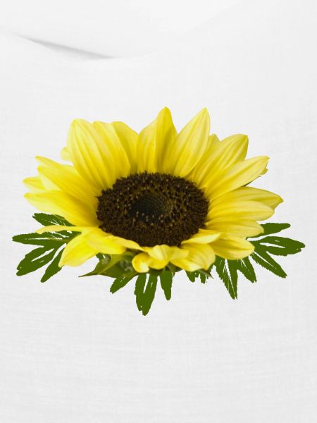 Sonnenblume