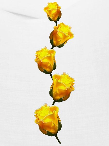 gelbe Rosen