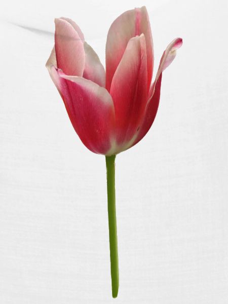 pinke Tulpe