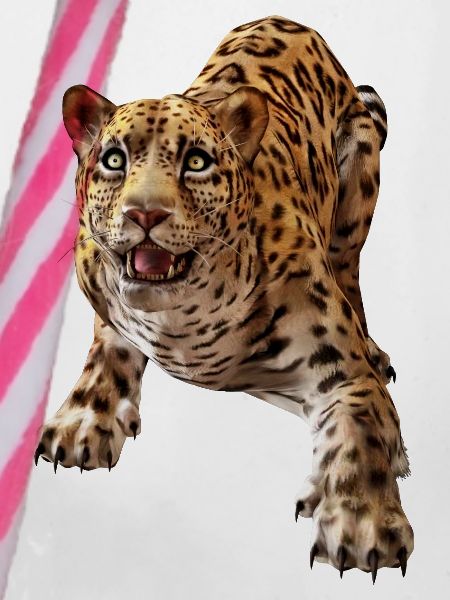 Leopard