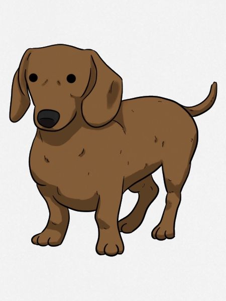 Dachshund