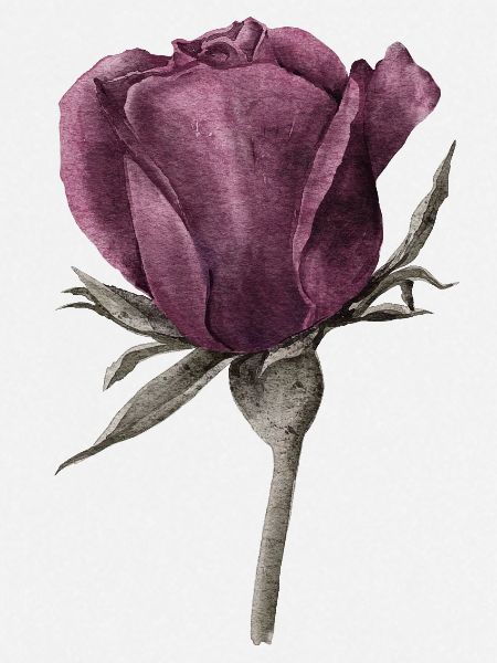 Rose Blume