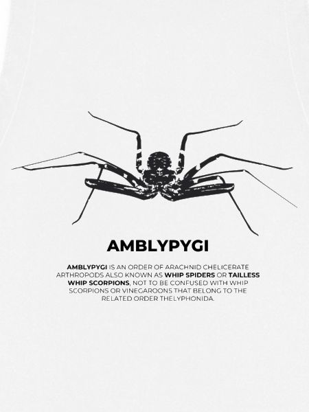 Geißelspinne - Amblypygi