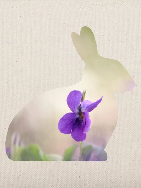 Hase Kaninchen