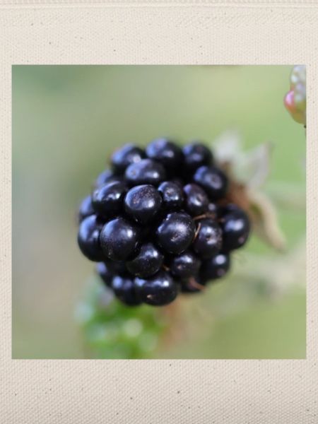 Brombeere Brombeeren Beeren Früchte