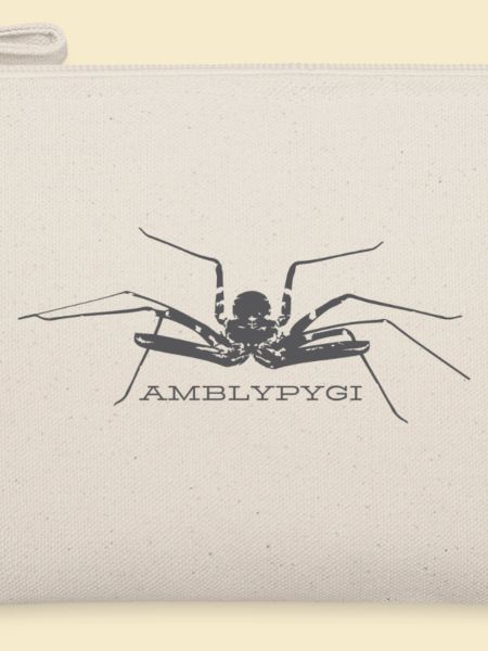 Geißelspinne - Amblypygi