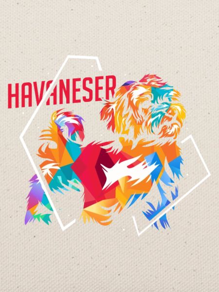 Flauschiger Havaneser Schoßhund