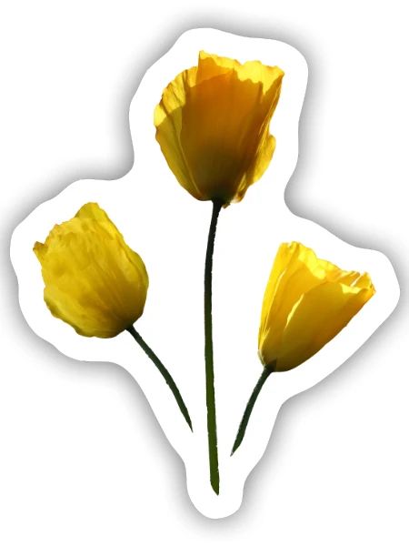 gelbe Mohnblumen gelber Mohn - Sticker Größe S (10 x 10 cm) - Mattweiß - Vorne