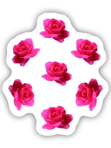 pink roses - Sticker Größe S (10 x 10 cm) - Mattweiß - Vorne