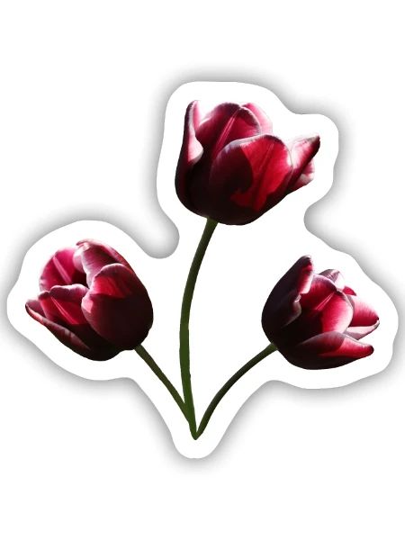 Tulpen weinrote Tulpe - Sticker Größe S (10 x 10 cm) - Mattweiß - Vorne
