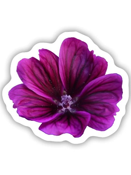 Malve violette Blüte - Sticker Größe S (10 x 10 cm) - Mattweiß - Vorne
