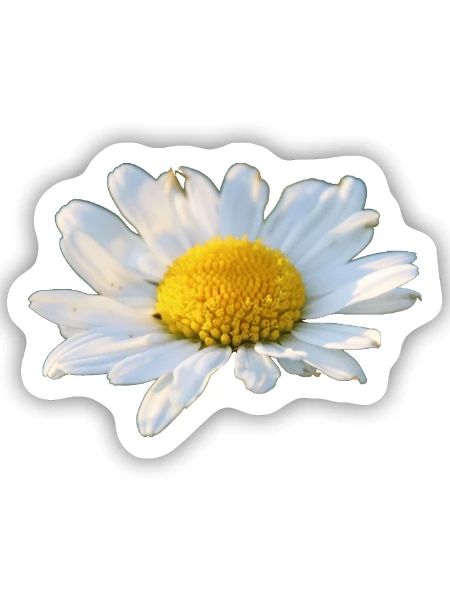 Margeriten Margerite weiße Blume Gänseblume - Sticker Größe S (10 x 10 cm) - Mattweiß - Vorne