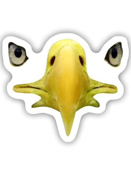 Schnabel, Augen von Weißkopftseeadler, Falknerei - Sticker Größe S (10 x 10 cm) - Mattweiß - Vorne