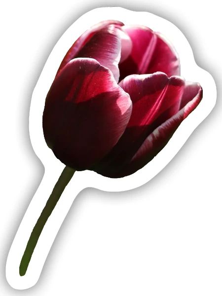 Tulpe weinrot rechts - Sticker Größe S (10 x 10 cm) - Mattweiß - Vorne