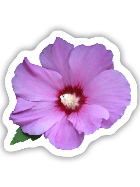 Rose rosa Blume Roseneibisch - Sticker Größe S (10 x 10 cm) - Mattweiß - Vorne