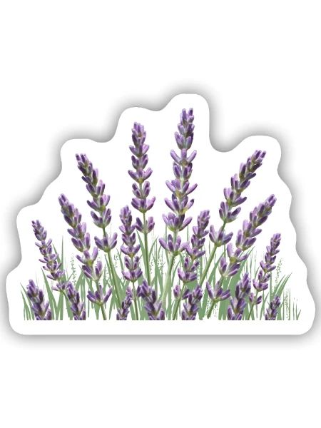 Lavendelhalme Lavendel - Sticker Größe S (10 x 10 cm) - Mattweiß - Vorne