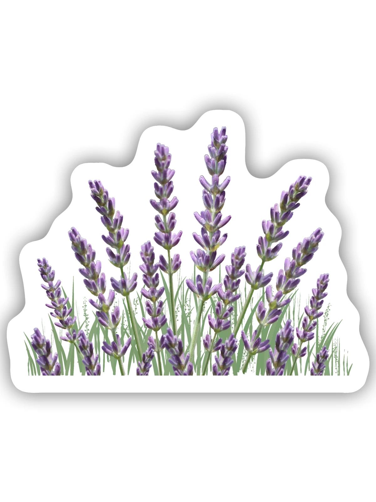 Lavendelhalme Lavendel - Sticker Größe S (10 x 10 cm) - Mattweiß - Vorne