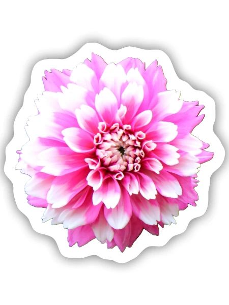 Blume rosa pinke Blume Blumen pink rosa Blumen - Sticker Größe S (10 x 10 cm) - Mattweiß - Vorne