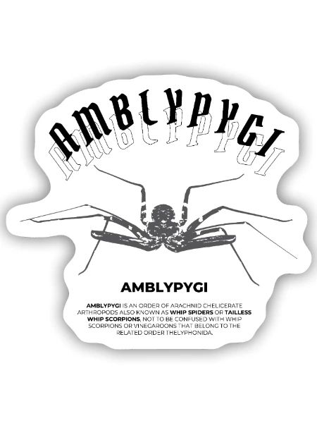 Geißelspinne - Amblypygi - Sticker Größe S (10 x 10 cm) - Mattweiß - Vorne