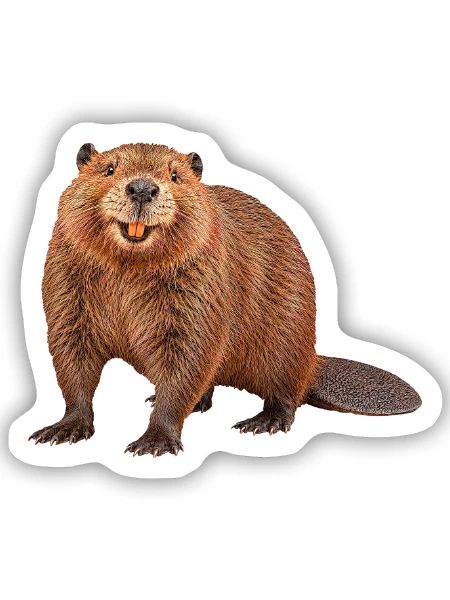 Biber - Sticker Größe S (10 x 10 cm) - Mattweiß - Vorne