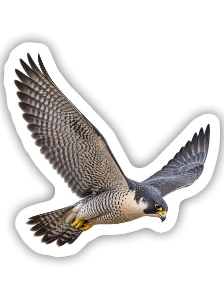 Wanderfalke im Flug – Falke mit gemusterter Brust - Sticker Größe S (10 x 10 cm) - Mattweiß - Vorne