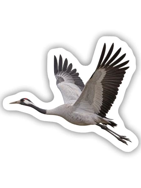 Kranich im Flug – grauer Zugvogel mit rotem Kopf - Sticker Größe S (10 x 10 cm) - Mattweiß - Vorne