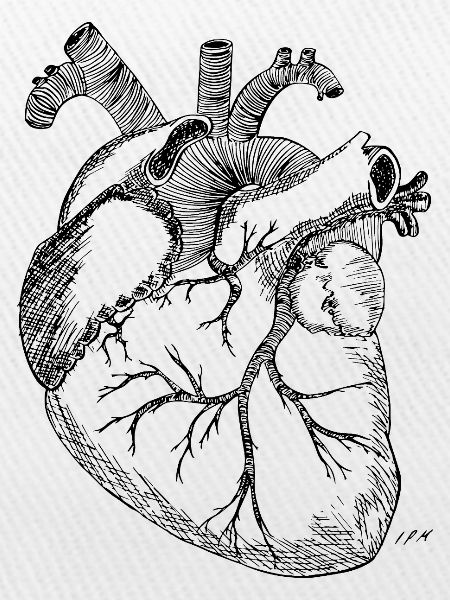 Anatomisches Herz
