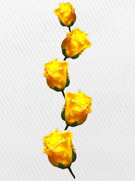 gelbe Rosen