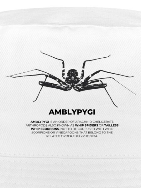 Geißelspinne - Amblypygi