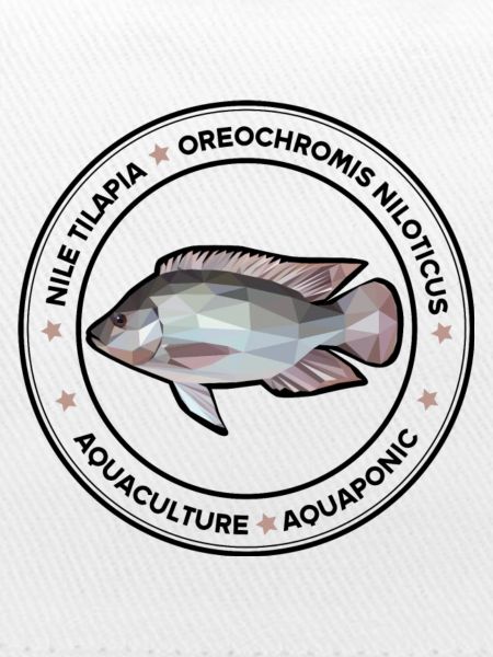 Tilapia, Oreochromis niloticus