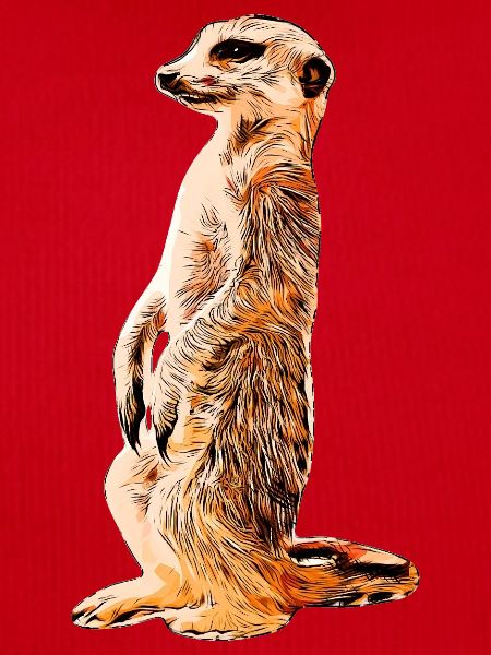 Erdmännchen