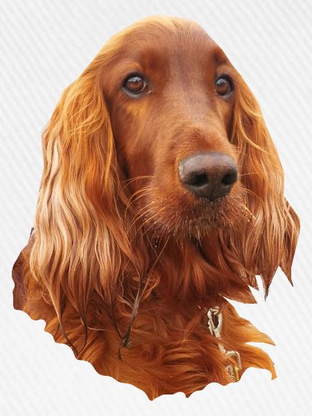 Irish Setter Red
