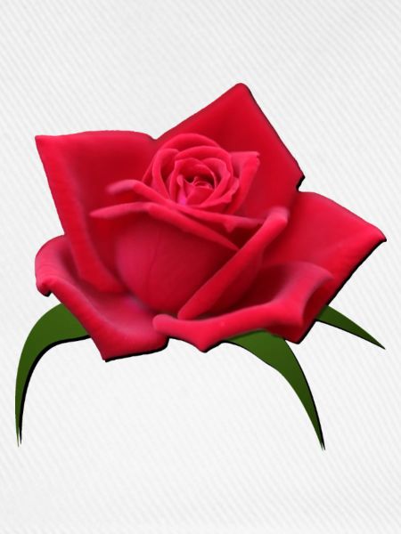 Rose rote Rose Rosenblüte