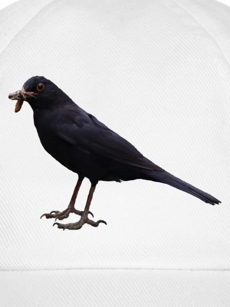 Amsel Vogel schwarzer Vogel
