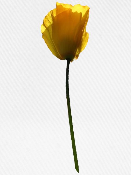 gelbe Mohnblume Mohn