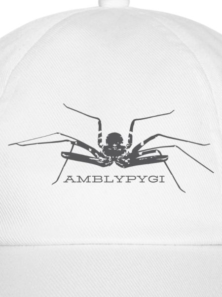 Geißelspinne - Amblypygi