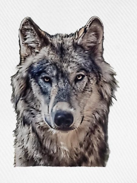 Wolfkopf von vorne