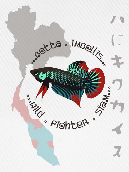 Betta imbellis, Kampffisch Wildform 