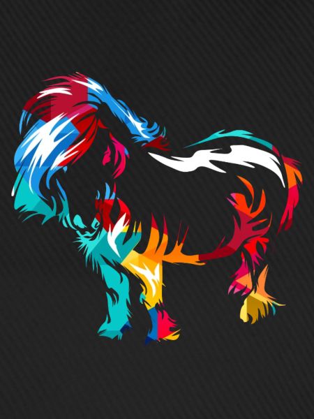 Robustes Shetlandpony Reitstallfreund