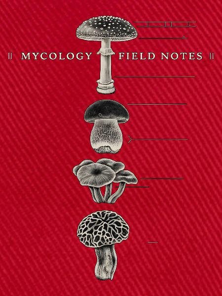 Mycology Field Notes Pilzsuche